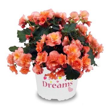 Begonia Solenia® Abricot