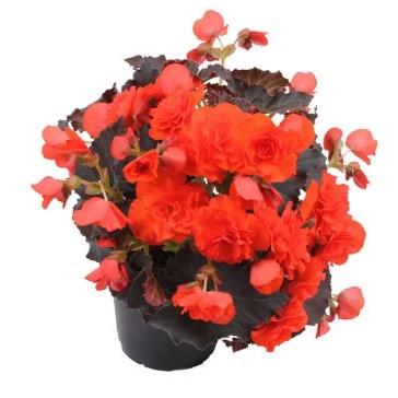 Begonia Solenia® Chocolate Orange