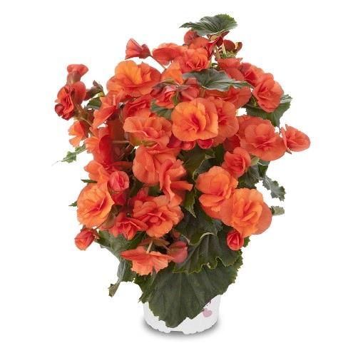 Begonia Solenia® Orange