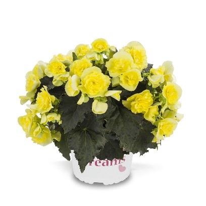 Begonia Solenia® Jaune