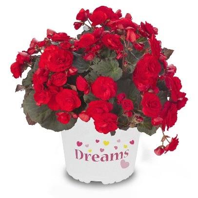 Begonia Solenia® Rouge