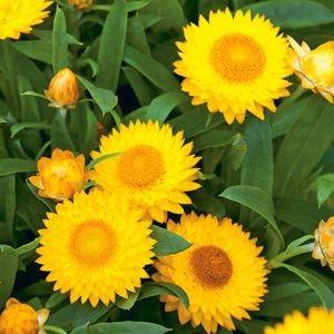 Bractheantha Mohave™ Jaune