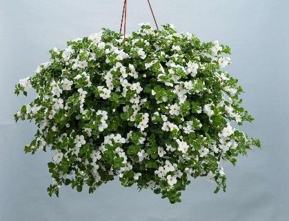 Bacopa Scopia® Gulliver White