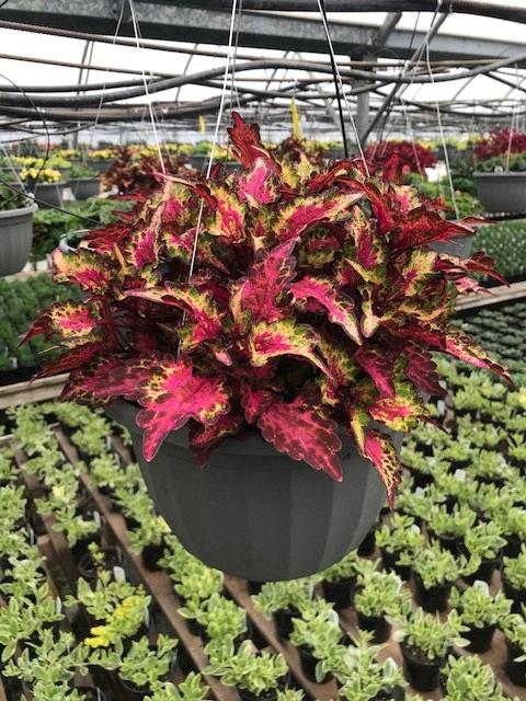 Coleus PinkPlosion (solenostemon scutellarioides)