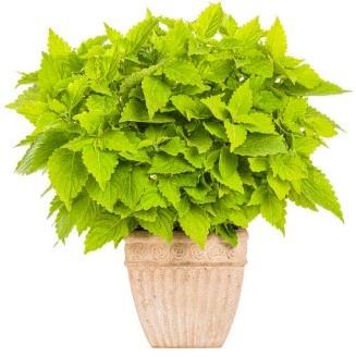 Coleus ColorBlaze® Lime Time™ 