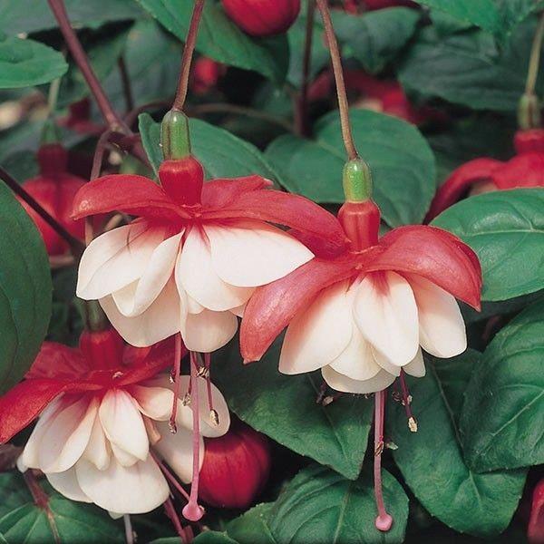 Fuchsia Sir Matt Busby (rouge/blanc)