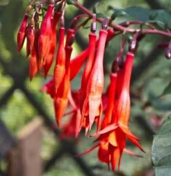 Fuchsia triphylla Insulide