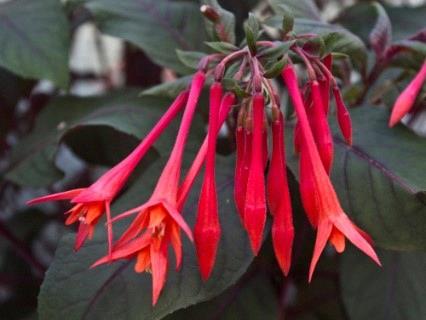 Fuchsia triphylla Thalia*