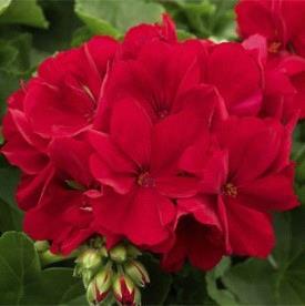 Geranium (interspécifique) Calliope® Large Dark Red