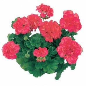 Geranium (double) corail (Re-al® Cor)