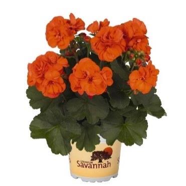 Geranium (double) orange (Savannah™ Oh so Orange)