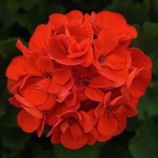 Geranium (double) rouge vif/bright red (Sunrise™ Samantha)