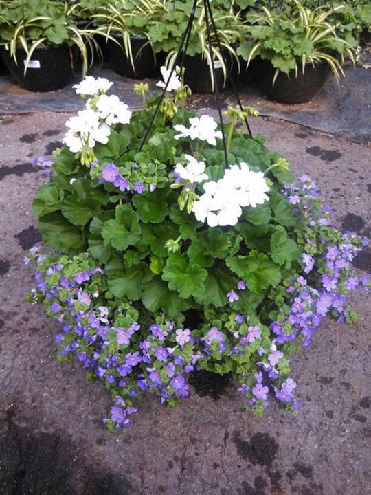 Geranium avec bacopa (choix de couleurs)