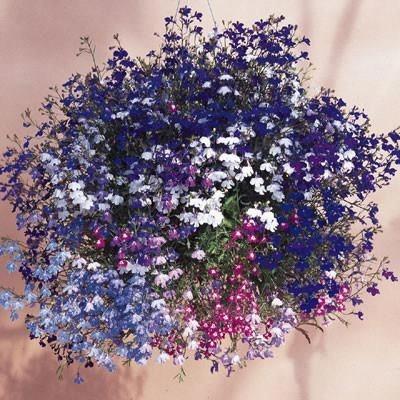 Lobelia mix