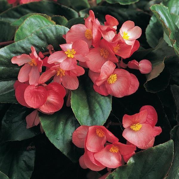 Begonia Dragon Wing® Rose 