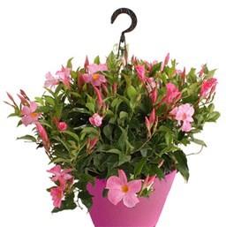 Dipladenia (mandevilla) rose