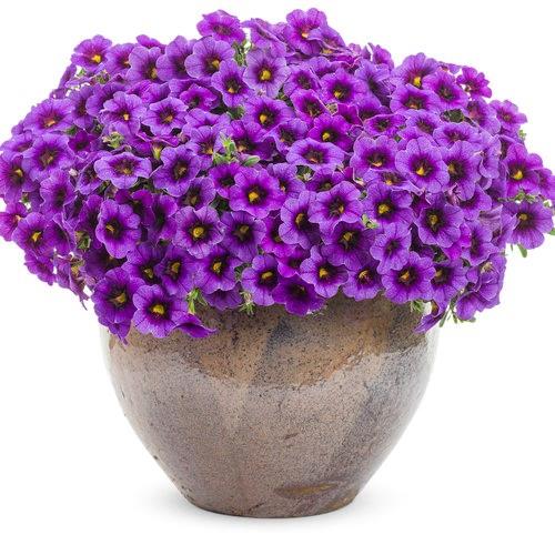 Calibrachoa Superbells® Grape Punch