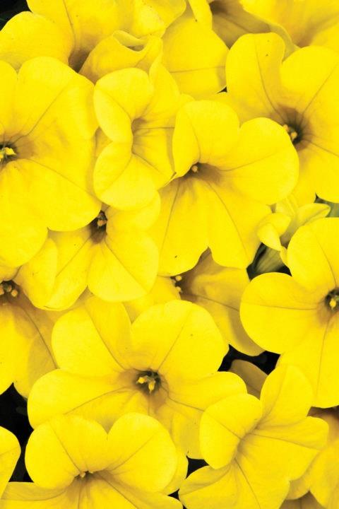 Calibrachoa Calitastic® Gold