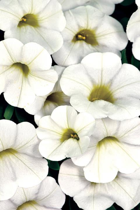 Calibrachoa Calitastic® White (blanc)