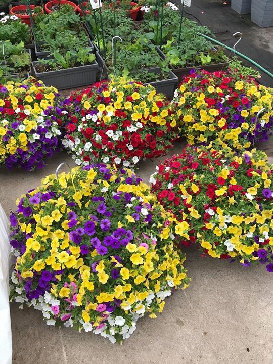 Calibrachoa Mix (couleurs variée)