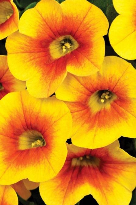 Calibrachoa Calitastic® Mango