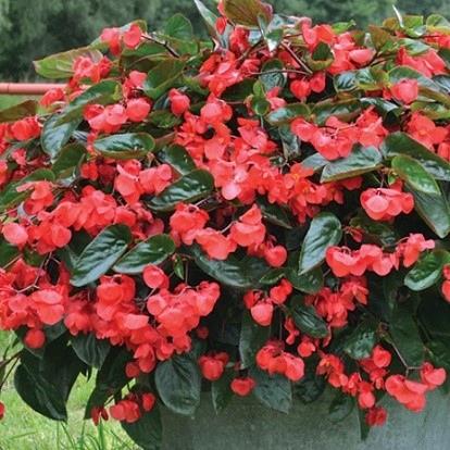 Begonia Dragon Wing® Red 