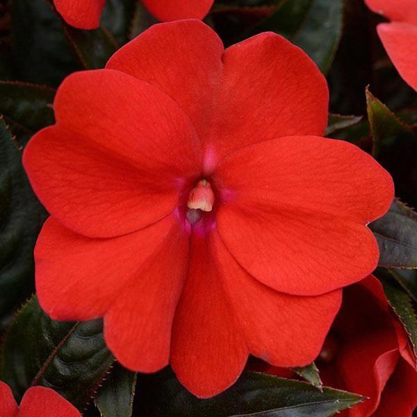 Impatiens nouvelle-guinée ColorPower™ Dark Red