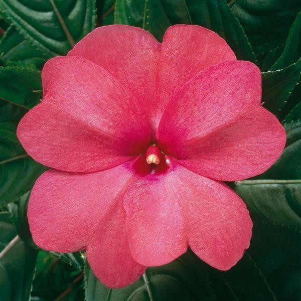 Impatiens nouvelle-guinée ColorPower™ Rose