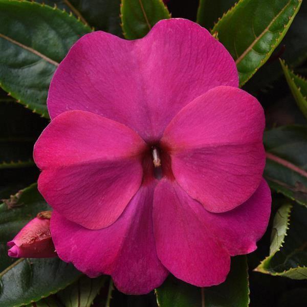 Impatiens nouvelle-guinée ColorPower™ Violet