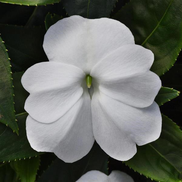 Impatiens nouvelle-guinée ColorPower™ White
