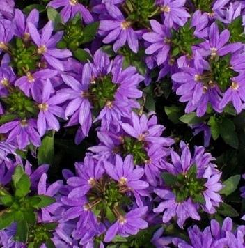 Scaevola Fancy Saphira