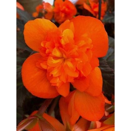 Begonia I'Conia Portofino Hot Orange