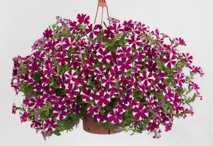 Petunia Cascadias™ Bicolor Cabernet