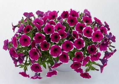 Petunia Cascadias™ Rim Cherry