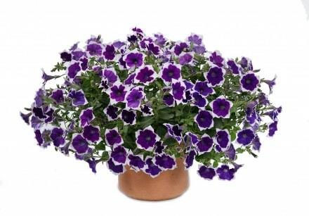 Petunia Cascadias™ Rim Violet