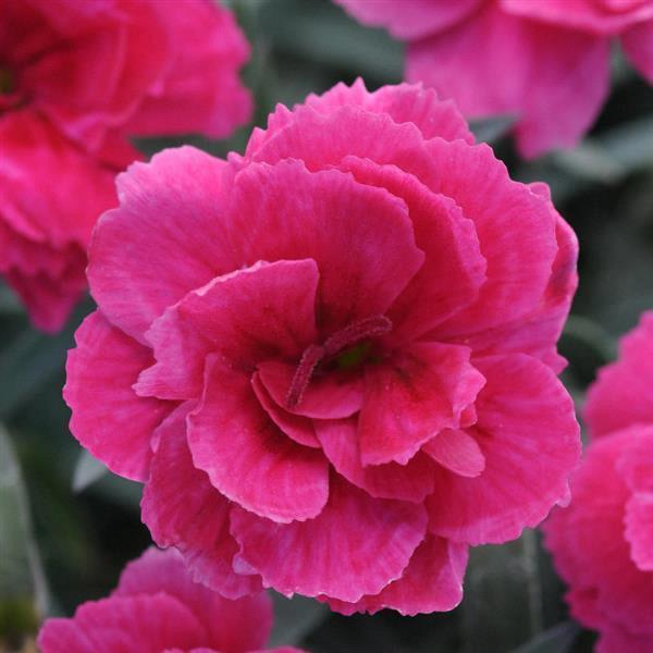 Dianthus everlast 'Dark Pink'