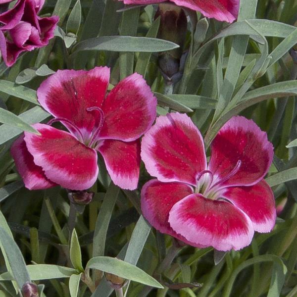 Dianthus everlast 'Raspberry Cream'