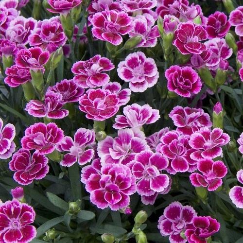 Dianthus 'Pink Kisses'