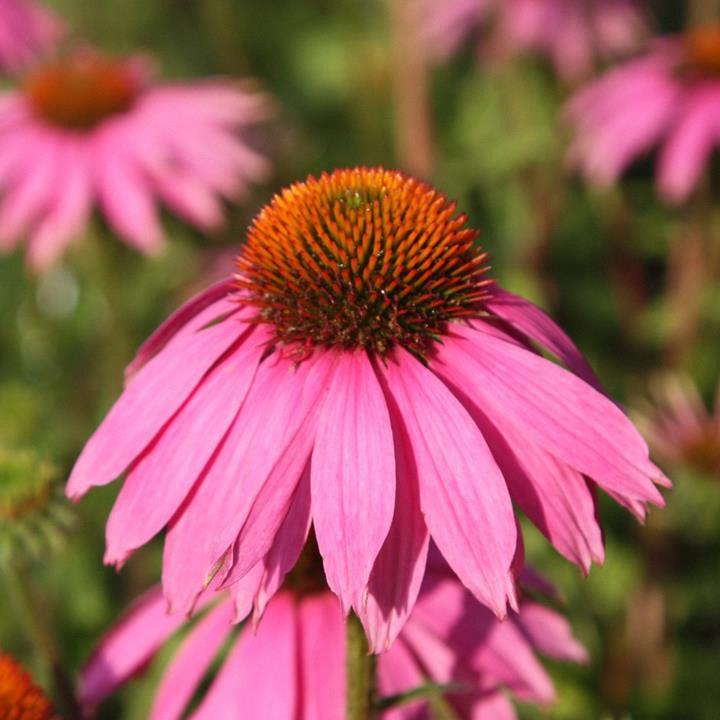 Echinacea purpurea 'Magnus'