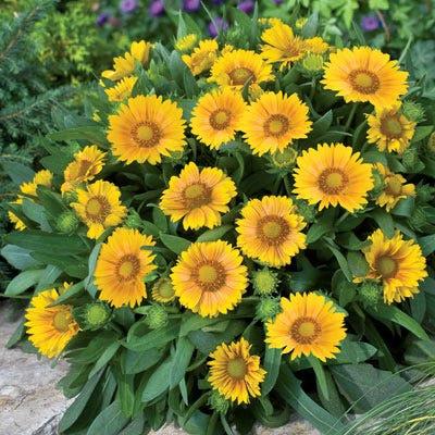Gaillardia x grandiflora 'Arizona Sun'