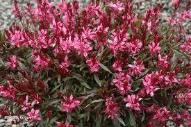 Gaura belleza 'Dark Pink'