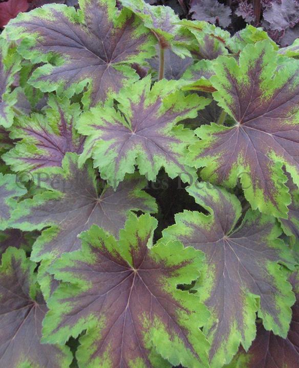 Heucherella 'Art Nouveau'