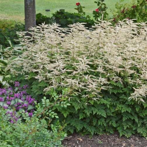 Aruncus dioicus  (Sylvestris)