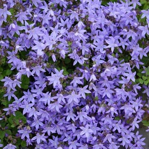 Campanula 'Blue Waterfall'
