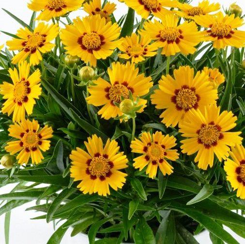 Coreopsis grandiflora 'Sunfire'