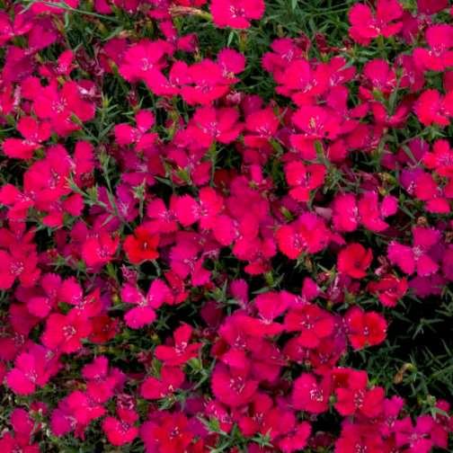 Dianthus deltoides 'Zing Rose'