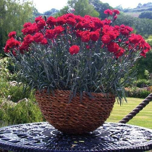 Dianthus 'Early Bird Radiance' - rouge