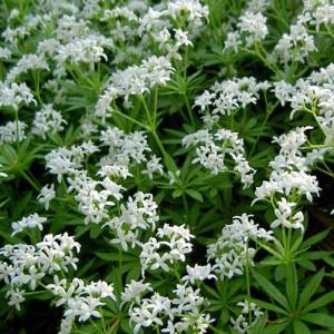 Asperula odoratum - blanc