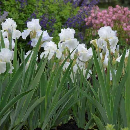 Iris germanica 'Immortality'