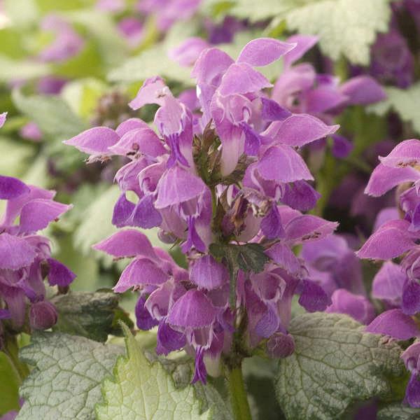 Lamium maculatum 'Ghost'
